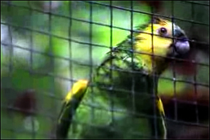 francouzsky mluvc papouek video
